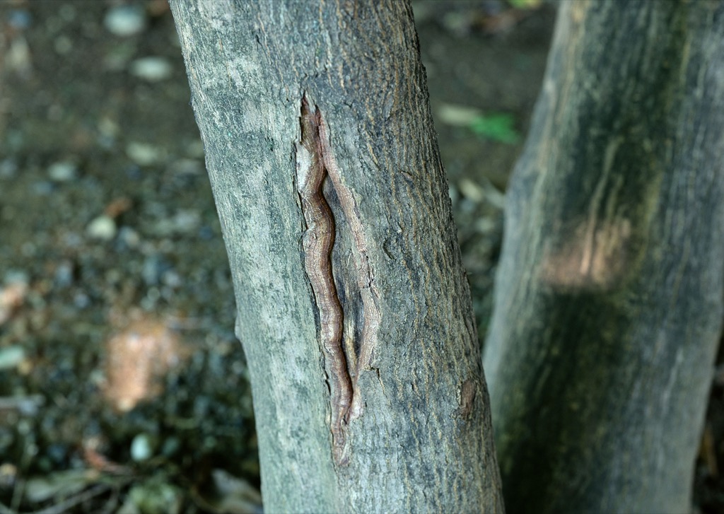 Трещины коры деревьев